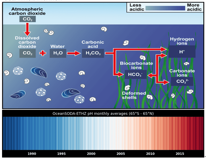 Alarm Bells for Ocean Acidification